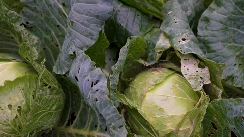 White cabbage growing in a farm field, close-up Stock Footage 283263765