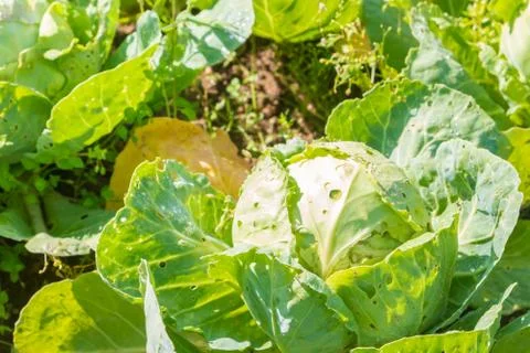 White cabbage grows on beds in the garden in the summer Stock Photos