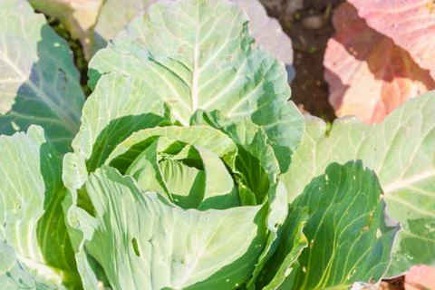 White cabbage grows on beds in the garden in the summer Stock Photos