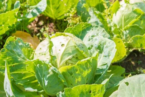 White cabbage grows on beds in the garden in the summer Stock Photos