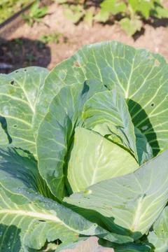 White cabbage grows on beds in the garden in the summer Stock Photos
