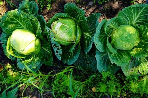 White cabbage grows in a garden bed on a garden plot with leaves damaged by.. 스톡 사진