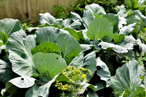 White cabbage grows in the garden Foto stock