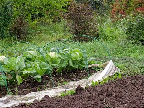 White cabbage grows in the garden Foto stock