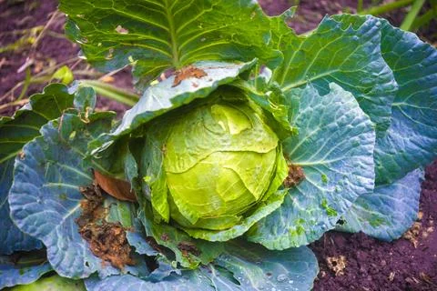 White cabbage harvest ready on the field Stock Photos