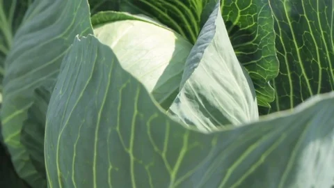 White cabbage head in a field. Close-up view Stock Footage 70865615