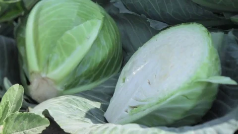 White cabbage head in a field. Close-up view Stock Footage 70867629