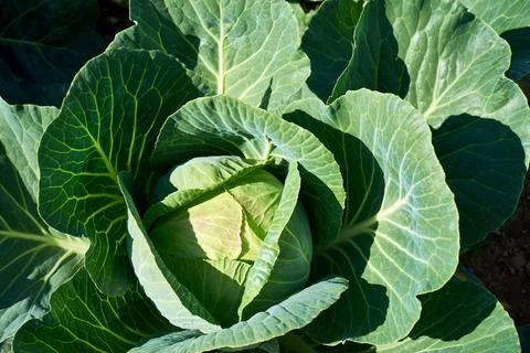 White cabbage head in a field. Top view, sunny day, summer Stock-Fotos