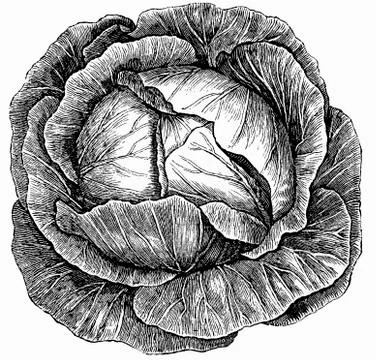 White cabbage (illustration) Illustrazione stock
