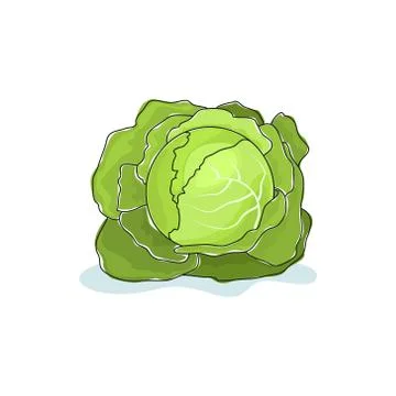 White Cabbage Isolated on White 스톡 일러스트