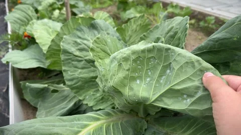 White Cabbage leaves with Cabbage Whitefly or Aleyrodes proletella pests, small Stock Footage 279318609