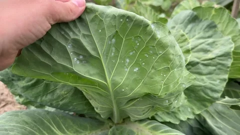 White Cabbage leaves underside with Cabbage Whitefly or Aleyrodes proletella Stock Footage 279318586