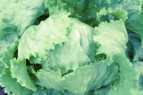White cabbage Stock Photos