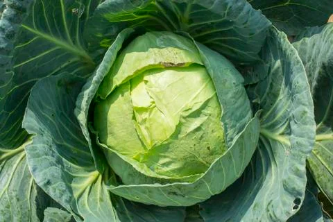 White cabbage Stock Photos