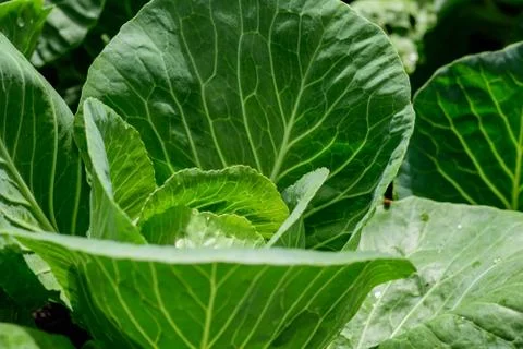 White cabbage Stock Photos