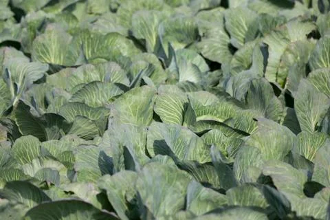 White cabbage Stock Photos