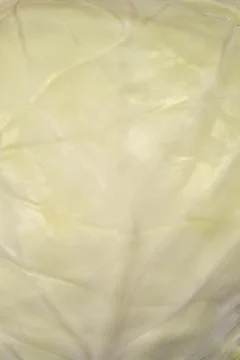 White cabbage Stock Photos