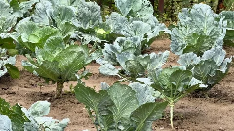 White Cabbage Plants Growing in a Garden Stock Footage 345718901