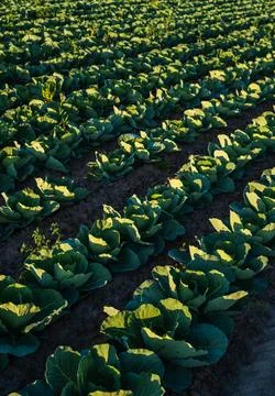 White cabbage plants growing in rows on fertile agricultural field Stock Photos