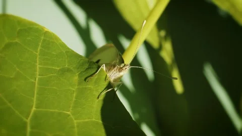 White cabbage resting on nasturtium leaf close up stock footage Stock-Footage 309546877