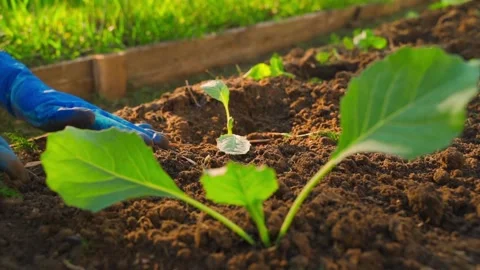 White cabbage seedling planting process in garden bed soil close-up in slow Video stock 337544321