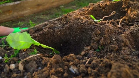White cabbage seedlings laid out in planting holes on a garden bed before Vídeos de archivo 342811369