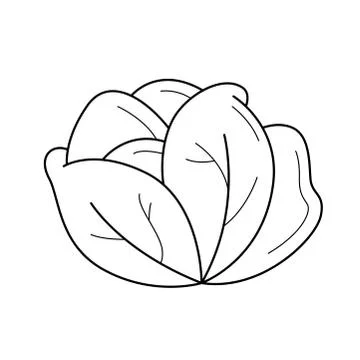 White cabbage vector line icon. Ilustración de archivo
