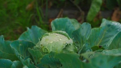 White cabbage on a vegetable garden bed in drops of water, close-up. Smooth Stock Footage 317296803