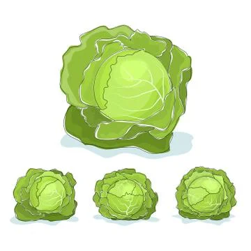 White cabbage vegetable on a white background 스톡 일러스트