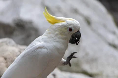White cacadu Cacatuidae parrots Stock Photos