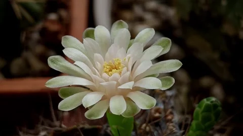 White cactus flower. Close up. Video stock 310048763