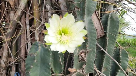 White cactus flower in desert. Stock Footage 211415653