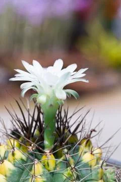 White cactus flower Stock Photos