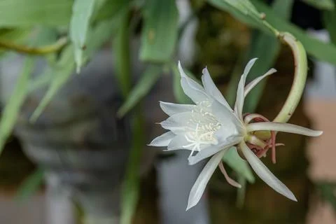 White cactus flower side bloom with soft background Stock Photos