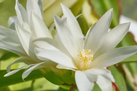 White cactus flowers macro, selective focus Stock Photos
