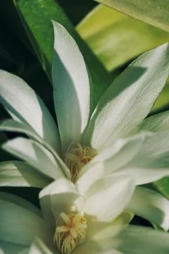 White cactus flowers macro, sunny day. Blossom floral background, selective Stock Photos