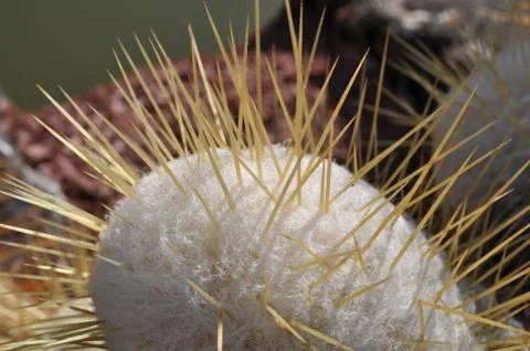 White cactus 库存照片