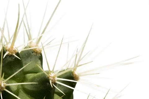 White cactus Stock Photos