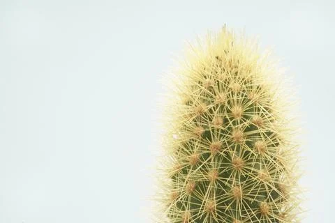 White cactus Stock Photos