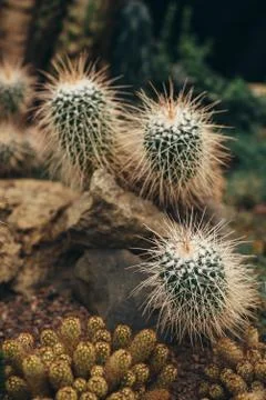 White cactus with sharp torns front view Stock Photos