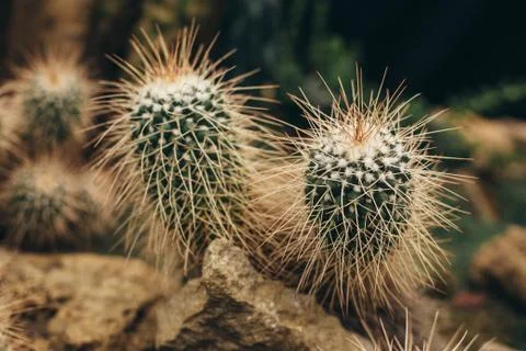 White cactus with sharp torns front view Stock Photos