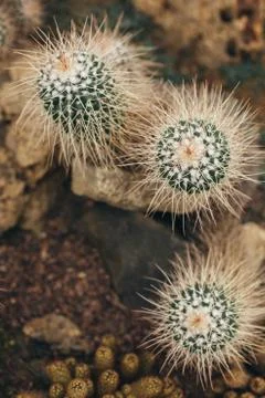 White cactus with sharp torns top view Stock Photos