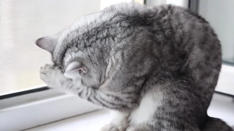 White caе washes, close up Stock-Footage 163554826