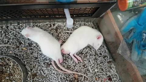 White caged rats, view from above Stock-Footage 109403333