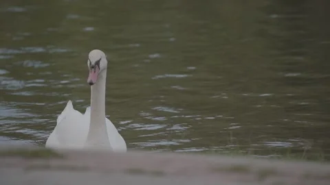 White cake on the pond. 動画素材 139641803