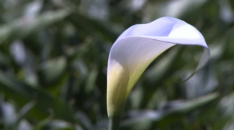 White Cala Lily close-up growing in the California sun. Stock Footage 59700165
