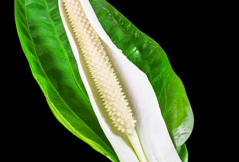 White caladium flower isolate Stock Photos