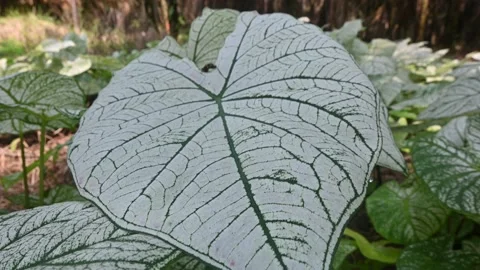 White Caladium Stock Footage 221169729