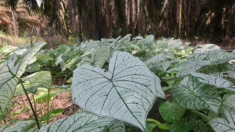 White Caladium Stock Footage 221169734
