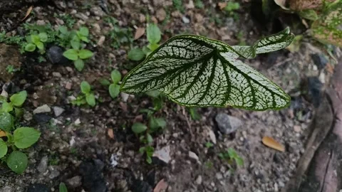 White Caladium Leaf Growing Naturally in Tropical Garden Stock Footage 339818386